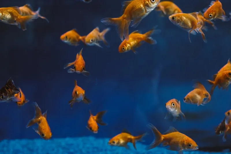 Scientists Trained Goldfish to Play Soccer — So Much for That Three-Second Memory Myth