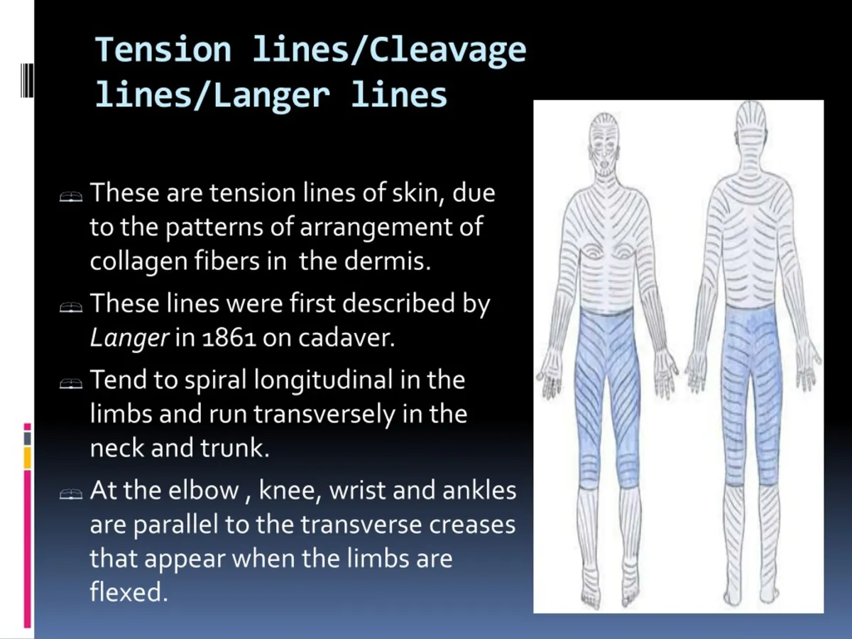 Langer's lines